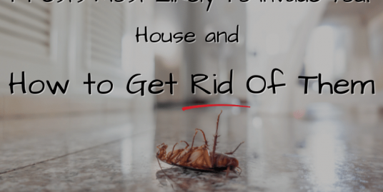 7 Pests Most Likely To Invade Your House and How to Get Rid Of Them