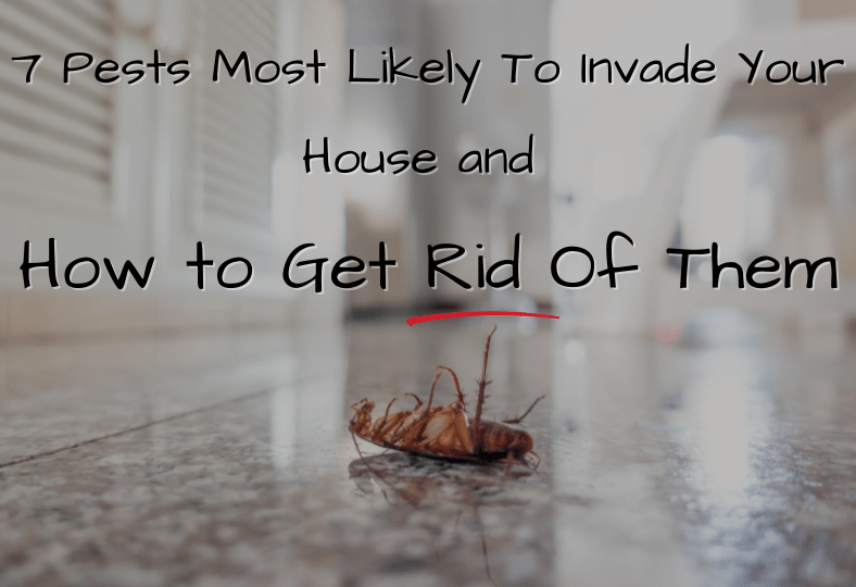 7 Pests Most Likely To Invade Your House and How to Get Rid Of Them